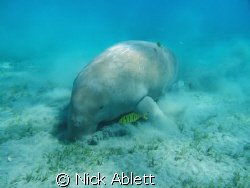 The Marsa Abu Dabbab dugong. by Nick Ablett 
